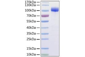 SDS-PAGE (SDS) image for Angiotensin I Converting Enzyme 2 (ACE2) (AA 18-740) (Active) protein (His-Avi Tag) (ABIN6952743)