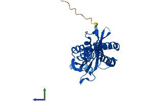 Protein Structure (PS) image for N-Acetyltransferase 8B (GCN5-Related, Putative, Gene/pseudogene) (NAT8B) (AA 1-232) protein (His tag) (ABIN7562113)