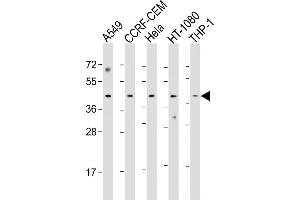 All lanes : Anti-Z Antibody (Center) at 1:1000 dilution Lane 1: A549 whole cell lysate Lane 2: CCRF-CEM whole cell lysate Lane 3: Hela whole cell lysate Lane 4: HT-1080 whole cell lysate Lane 5: THP-1 whole cell lysate Lysates/proteins at 20 μg per lane. (MAZ 抗体  (AA 295-327))