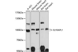 Western blot analysis of extracts of various cell lines, using IL1R antibody (ABIN1680448, ABIN3017765, ABIN3017766 and ABIN6220239) at 1:3000 dilution. (IL1RAPL1 抗体  (AA 130-210))