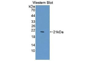 Western Blotting (WB) image for anti-Protein tyrosine Phosphatase, Non-Receptor Type 13 (APO-1/CD95 (Fas)-Associated Phosphatase) (PTPN13) (AA 1-161) antibody (ABIN7444967)