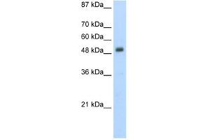 Desmin antibody used at 5 ug/ml to detect target protein.