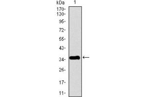 Western Blotting (WB) image for anti-Pancreatic Polypeptide (PPY) (AA 1-95) antibody (ABIN1845879) (PPY 抗体  (AA 1-95))