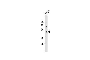 Anti-PTAFR Antibody (C-term) at 1:1000 dilution + A549 whole cell lysate Lysates/proteins at 20 μg per lane. (PTAFR 抗体  (C-Term))