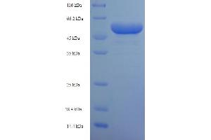 PRPS1 Protein (AA 2-318) (His-SUMO Tag)