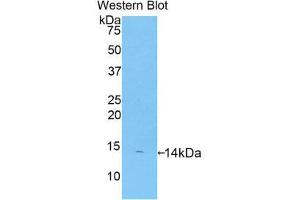 Western Blotting (WB) image for anti-Platelet Factor 4 (PF4) (AA 31-101) antibody (Biotin) (ABIN1172510) (PF4 抗体  (AA 31-101) (Biotin))