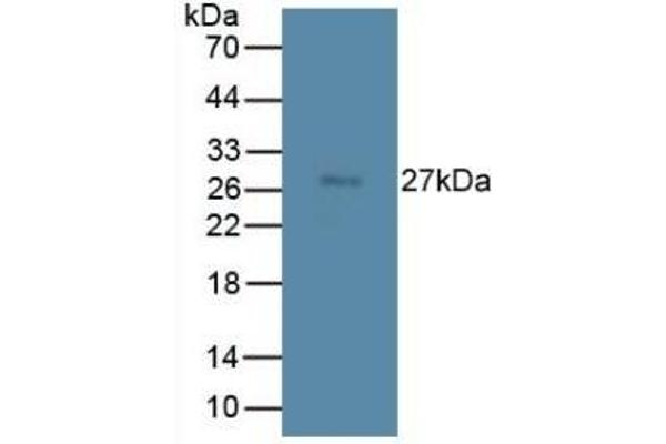 TMEM27 抗体  (AA 12-222)
