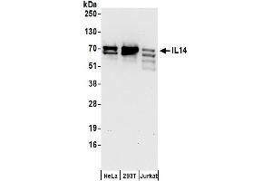 Western Blotting (WB) image for anti-Taxilin alpha (TXLNA) (AA 496-546) antibody (ABIN7455048)