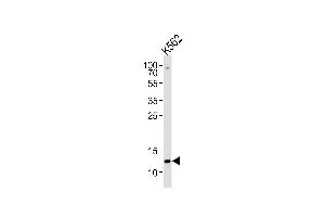 Western blot analysis of lysate from K562 cell line, using H4 Antibody (K20) (ABIN650815 and ABIN2839793). (HIST1H4A 抗体  (2meLys20))