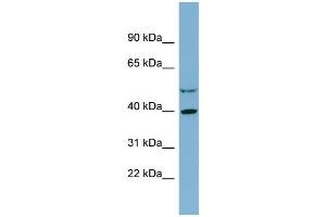WB Suggested Anti-IDH3A  Antibody Titration: 0. (IDH3A 抗体  (Middle Region))