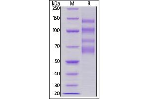 Human ITGA4&ITGB7 Heterodimer Protein, His Tag&Tag Free on  under reducing (R) condition.
