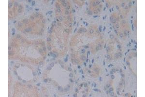 Detection of BMP10 in Human Kidney Tissue using Monoclonal Antibody to Bone Morphogenetic Protein 10 (BMP10) (BMP10 抗体  (AA 315-424))