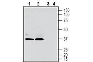 Western blot analysis of human MEG-01 megakaryoblastic leukemia cell line lysate (lanes 1 and 3) and human Jurkat T-cell leukemia cell line lysate (lanes 2 and 4): - 1, 2.