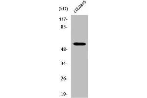 Western Blot analysis of HuvEc cells using ZNF682 Polyclonal Antibody (ZNF682 抗体  (N-Term))