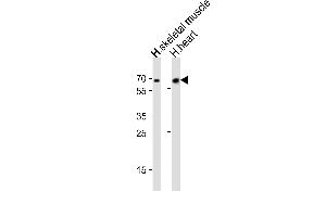 Western blot analysis of lysates from human skeletal muscle and human heart tissue (from left to right), using Cry2 Antibody (R579) at 1:1000 at each lane. (CRY2 抗体  (C-Term))