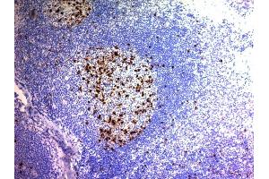 Formalin-fixed, paraffin-embedded human Tonsil stained with CD57 Monoclonal Antibody (NK/804). (CD57 抗体)