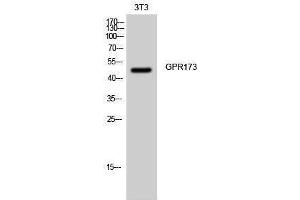 Western Blotting (WB) image for anti-G Protein-Coupled Receptor 173 (GPR173) (Internal Region) antibody (ABIN3175360) (GPR173 抗体  (Internal Region))