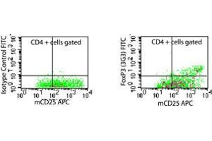 Image no. 1 for anti-Forkhead Box P3 (FOXP3) (AA 2-136), (N-Term) antibody (FITC) (ABIN231950)