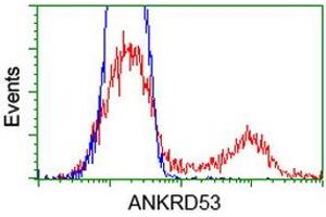 Image no. 4 for anti-Ankyrin Repeat Domain 53 (ANKRD53) (AA 1-300) antibody (ABIN1490718) (ANKRD53 抗体  (AA 1-300))