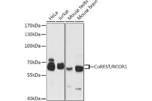 Western blot analysis of extracts of various cell lines, using CoREST/CoREST/RCOR1 antibody (ABIN6128626, ABIN6146830, ABIN6146831 and ABIN6216621) at 1:3000 dilution. (CoREST 抗体  (AA 256-485))