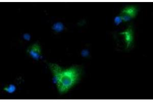 Anti-HP mouse monoclonal antibody (ABIN2453136) immunofluorescent staining of COS7 cells transiently transfected by pCMV6-ENTRY HP (RC223612). (Haptoglobin 抗体)