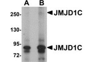 Western Blotting (WB) image for anti-Jumonji Domain Containing 1C (JMJD1C) (N-Term) antibody (ABIN1031424) (JMJD1C 抗体  (N-Term))