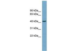Image no. 1 for anti-DnaJ (Hsp40) Homolog, Subfamily C , Member 25 (DNAJC25) (AA 215-264) antibody (ABIN6743325) (DNAJC25 抗体  (AA 215-264))