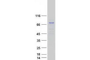 Validation with Western Blot (MAPK4 Protein (Myc-DYKDDDDK Tag))