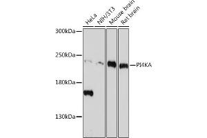 Western blot analysis of extracts of various cell lines, using PI4KA antibody (ABIN7269286) at 1:1000 dilution. (PI4KA 抗体)