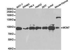 Western Blotting (WB) image for anti-Minichromosome Maintenance Complex Component 7 (MCM7) antibody (ABIN1873668) (MCM7 抗体)
