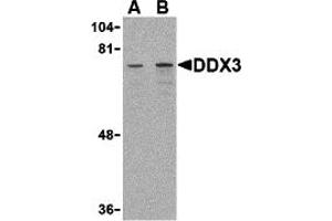 Western Blotting (WB) image for anti-DEAD (Asp-Glu-Ala-Asp) Box Polypeptide 3, X-Linked (DDX3X) (Middle Region) antibody (ABIN1030917) (DDX3X 抗体  (Middle Region))