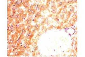 Mouse liver tissue was stained by anti-AdipoR2 (374-386) (Human) Antiserum (Adiponectin Receptor 2 抗体  (AA 374-386))