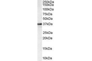 Western Blotting (WB) image for anti-N-Methylpurine-DNA Glycosylase (MPG) (C-Term) antibody (ABIN2465955) (MPG 抗体  (C-Term))