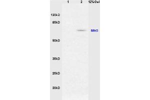 Formalin-fixed and paraffin embedded rat tongue tissue labeled with Anti-phospho-Nrf2 (Ser40) Polyclonal Antibody (ABIN676673), Unconjugated 1:200 followed by conjugation to the secondary antibody and DAB staining (NRF2 抗体  (pSer40))
