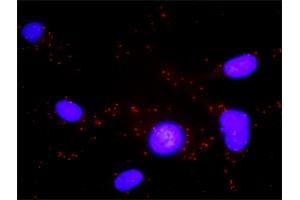 Proximity Ligation Analysis of protein-protein interactions between CXCR5 and GNAI2. (CXCR5 抗体  (AA 1-372))