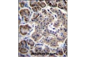 RPL15 Antibody (N-term) (ABIN656699 and ABIN2845932) immunohistochemistry analysis in formalin fixed and paraffin embedded human pancreas tissue followed by peroxidase conjugation of the secondary antibody and DAB staining. (RPL15 抗体  (N-Term))