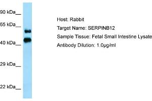 Host: RabbitTarget Name: SERPINB12Antibody Dilution: 1. (SERPINB12 抗体  (N-Term))