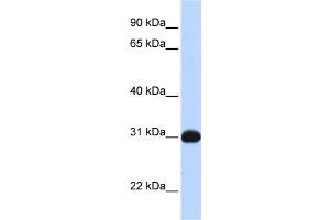 WB Suggested Anti-NR0B2 Antibody Titration:  0. (NR0B2 抗体  (N-Term))