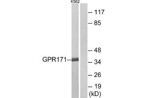 Western blot analysis of extracts from K562 cells, using GPR171 antibody. (GPR171 抗体  (Internal Region))