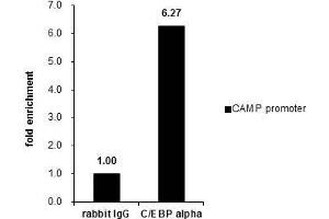 ChIP Image Cross-linked ChIP was performed with A549 chromatin extract and 5 μg of either control rabbit IgG or anti-C/EBP alpha antibody. (CEBPA 抗体  (N-Term))