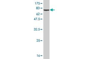 Western Blotting (WB) image for anti-Signal Transducer and Activator of Transcription 5B (STAT5B) (AA 1-390) antibody (ABIN520547)