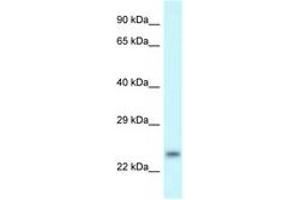 Image no. 1 for anti-rho Family GTPase 1 (RND1) (C-Term) antibody (ABIN6747628) (RND1 抗体  (C-Term))