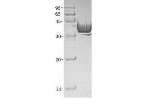 Validation with Western Blot