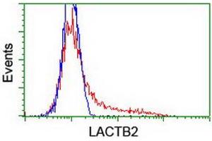 HEK293T cells transfected with either RC201465 overexpress plasmid (Red) or empty vector control plasmid (Blue) were immunostained by anti-LACTB2 antibody (ABIN2454345), and then analyzed by flow cytometry. (LACTB2 抗体)