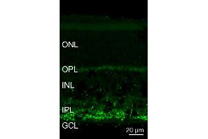 Indirect immunostaining of a PFA fixed mouse retina section (dilution 1 : 5000). (Synaptojanin 1 抗体  (Isoform 2))