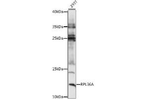 Western blot analysis of extracts of 293T cells, using RPL36A antibody (ABIN7270006) at 1:1000 dilution. (RPL36A 抗体  (AA 37-142))