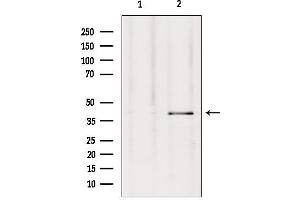 Western blot analysis of extracts from Hepg2, using GPR27 Antibody. (GPR27 抗体  (Internal Region))