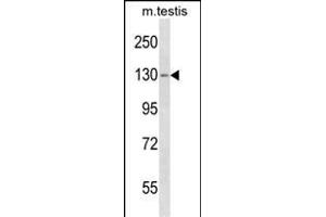 TBC1D2 Antibody (Center) (ABIN1538422 and ABIN2850064) western blot analysis in mouse testis tissue lysates (35 μg/lane). (TBC1D2 抗体  (AA 438-465))
