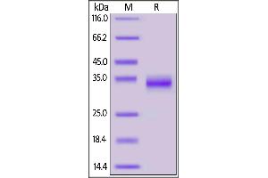 SARS-CoV-2 S protein RBD, His Tag on SDS-PAGE under reducing (R) condition. (SARS-CoV-2 Spike S1 Protein (RBD) (His tag))