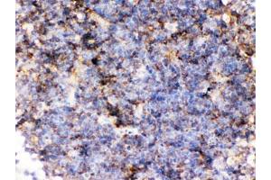 IHC testing of FFPE mouse lymph node with CD14 antibody.